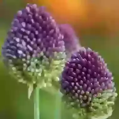 Sphaerocephalon